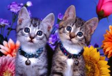 刘郎前度典故,刘郎前度故事,刘郎前度是什么意思-我的生活随笔