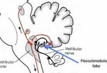 neurology什么意思,neurology中文翻译,neurology用法及例句,neurology怎么读-我的生活随笔