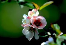 沁人肺腑典故,沁人肺腑故事,沁人肺腑是什么意思-我的生活随笔