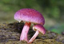 mushroom什么意思,mushroom中文翻译,mushroom用法及例句,mushroom怎么读-我的生活随笔