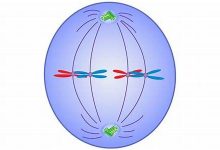 metaphrase什么意思,metaphrase中文翻译,metaphrase用法及例句,metaphrase怎么读-我的生活随笔