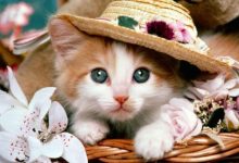 殆无孑遗典故,殆无孑遗故事,殆无孑遗是什么意思-我的生活随笔