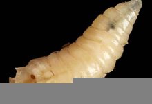 maggot什么意思,maggot中文翻译,maggot用法及例句,maggot怎么读-我的生活随笔