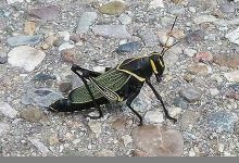 lubber什么意思,lubber中文翻译,lubber用法及例句,lubber怎么读-我的生活随笔