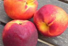 nectarine什么意思,nectarine中文翻译,nectarine用法及例句,nectarine怎么读-我的生活随笔