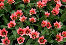 靖康之耻典故,靖康之耻故事,靖康之耻是什么意思-我的生活随笔