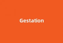 Gestation中文翻译,Gestation是什么意思,Gestation发音、用法及例句(gestation怎么读)-我的生活随笔