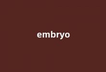 embryo中文翻译,embryo是什么意思,embryo发音、用法及例句-我的生活随笔